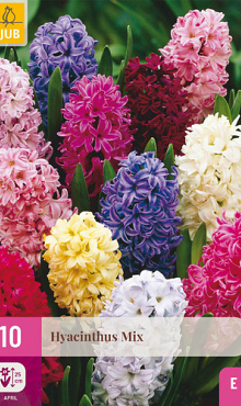 X 10 HYACINTHUS MIX 14/15
