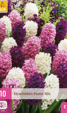 X 10 HYACINTHUS PASTEL MIX 14/15