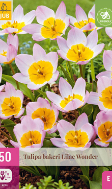 X 50 TULIPA BAKERI LILAC WONDER 5/6