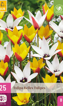 X 25 TULIPA BELLES TULIPES 5/6