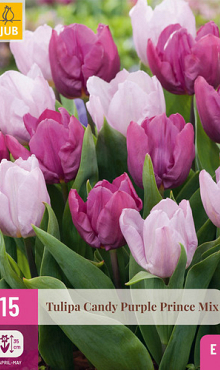 X 15 TULIPA CANDY PURPLE PRINCE MIX 11/12
