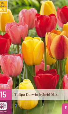 X 15 TULIPA DARWIN HYBRIDE MIX 11/12