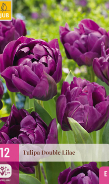 X 12 TULIPA DOUBLE LILAC 11/12