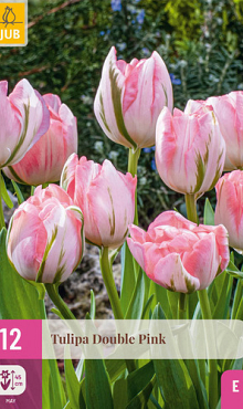 X 12 TULIPA DOUBLE PINK 11/12