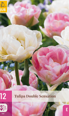 X 12 TULIPA DOUBLE SENSATION 11/12