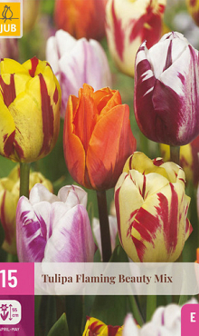 X 15 TULIPA FLAMING BEAUTY MIX 11/12