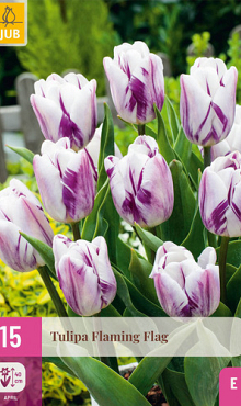 X 15 TULIPA FLAMING FLAG 11/12