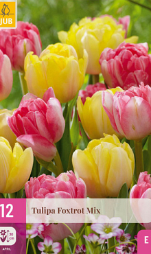 X 12 TULIPA FOXTROT MIX 11/12