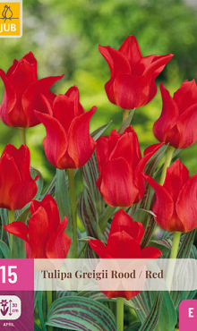 X 15 TULIPA GREIGII ROOD 11/12