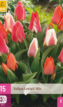 X 15 TULIPA GREIGII MIX 11/12