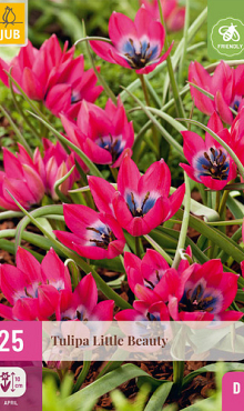 X 25 TULIPA LITTLE BEAUTY 6/+