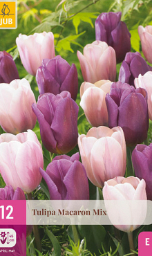 X 12 TULIPA MACARON MIX 11/12