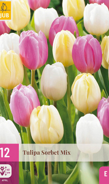 X 12 TULIPA SORBET MIX 11/12