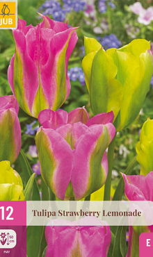 X 12 TULIPA STRAWBERRY LEMONADE 11/12