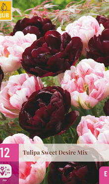 X 12 TULIPA SWEET DESIRE MIX 11/12
