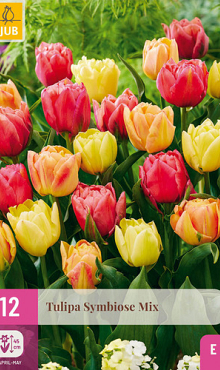 X 12 TULIPA SYMBIOSE MIX 11/12