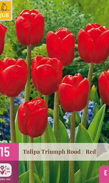 X 15 TULIPA TRIUMPH ROOD 11/12