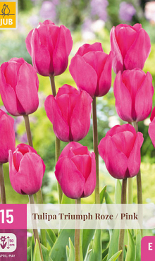 X 15 TULIPA TRIUMPH ROZE 11/12