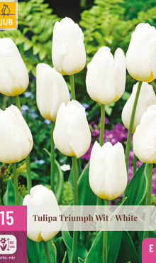 X 15 TULIPA TRIUMPH WIT 11/12