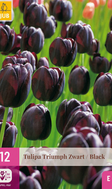 X 12 TULIPA TRIUMPH ZWART 11/12
