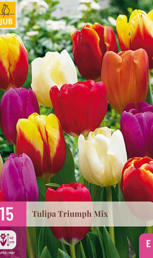 X 15 TULIPA TRIUMPH MIX 11/12
