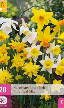 X 20 NARCISSUS BOTANISCH MIX 10/12