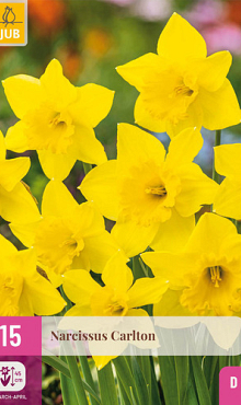 X 15 NARCISSUS CARLTON 12/14