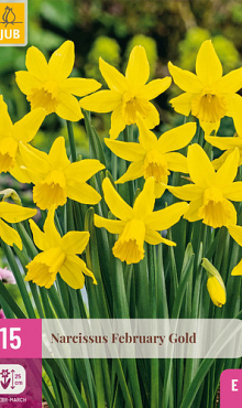 X 15 NARCISSUS FEBRUARY GOLD 10/12