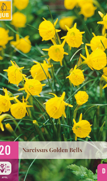 X 20 NARCISSUS GOLDEN BELLS 6/8