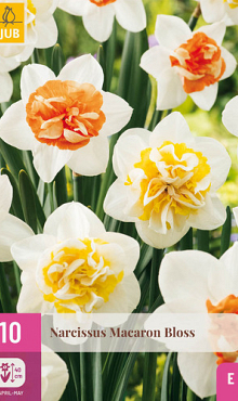 X 10 NARCISSUS MACARON BLOSS 12/14