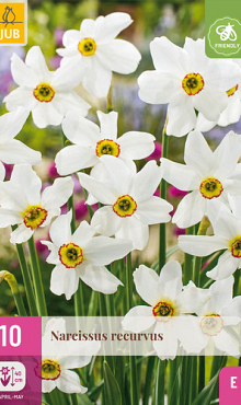 X 10 NARCISSUS RECURVUS 12/14