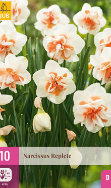 X 10 NARCISSUS REPLETE 10/12