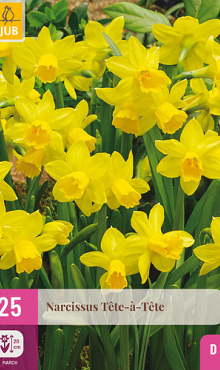 X 25 NARCISSUS  TETE-A-TETE 10/11