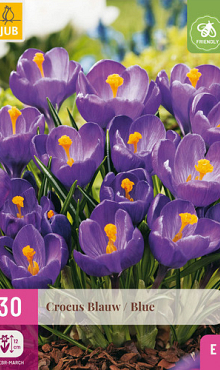 X 30 CROCUS BLAUW 7/8