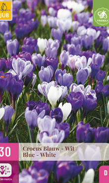 X 30 CROCUS BLAUW - WIT 7/8
