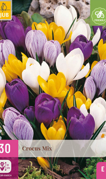 X 30 CROCUS GROOTBLOEMIG MIX 7/8