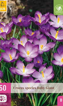 X 50 CROCUS SPECIES RUBY GIANT  5/+