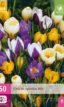 X 50 CROCUS SPECIES MIX 5/+