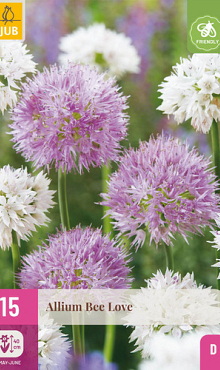X 15 ALLIUM BEE LOVE 6/+