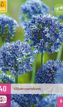 X 40 ALLIUM CAERULEUM 4/5