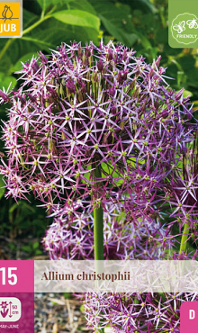 X 15 ALLIUM CHRISTOPHII 10/12