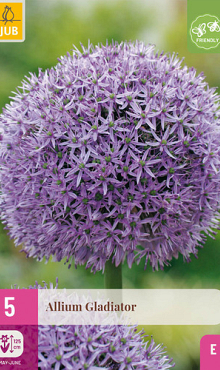 X   5 ALLIUM GLADIATOR 16/18