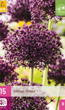 X 15 ALLIUM MIAMI 10/+
