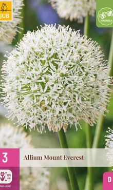 X   3 ALLIUM MOUNT EVEREST 16/18