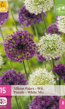 X 15 ALLIUM PAARS - WIT 10/12