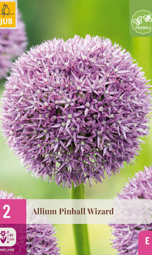 X   2 ALLIUM PINBALL WIZARD 18/20