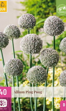 X 40 ALLIUM PING PONG 6/+