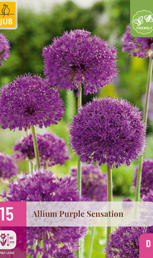 X 15 ALLIUM PURPLE SENSATION 10/12