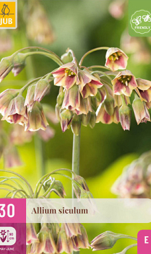 X 30 ALLIUM SICULUM 8/10
