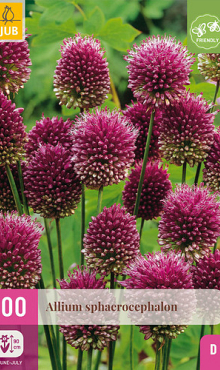 X 100 ALLIUM SPHAEROCEPHALON 5/6